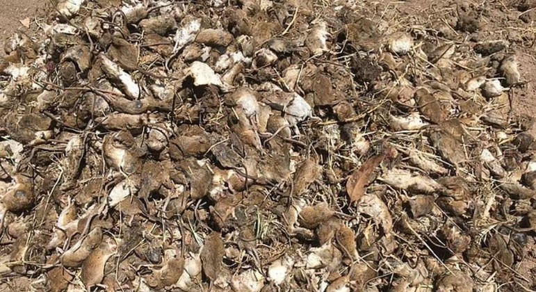 infestacao-ratos-australia-video-12052021143557094