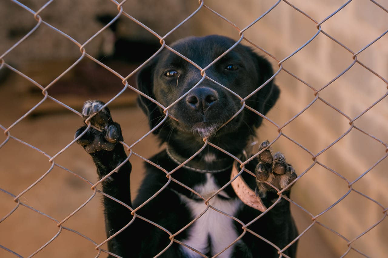 jornal-voz-ativa-ouro-preto-mg-minas-gerais-op-materia-brasil-cai-em-ranking-de-legislacao-de-protecao-animal-11032020232200