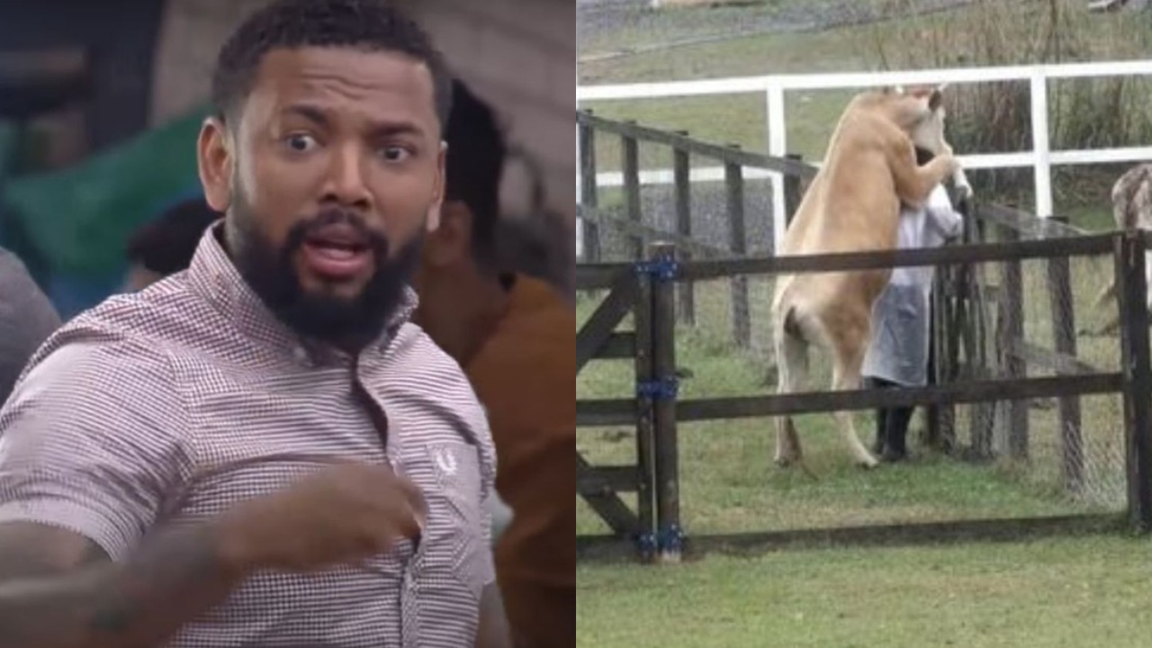 a-fazenda-13-vaca-monta-em-nego-do-borel-em-atividade-com-animais