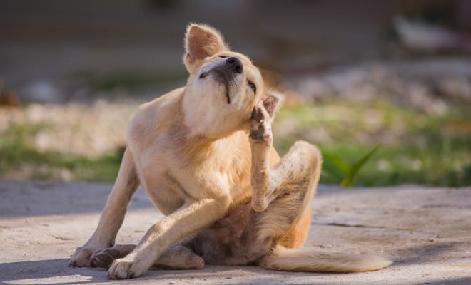 Foto: Reprodução/Internet