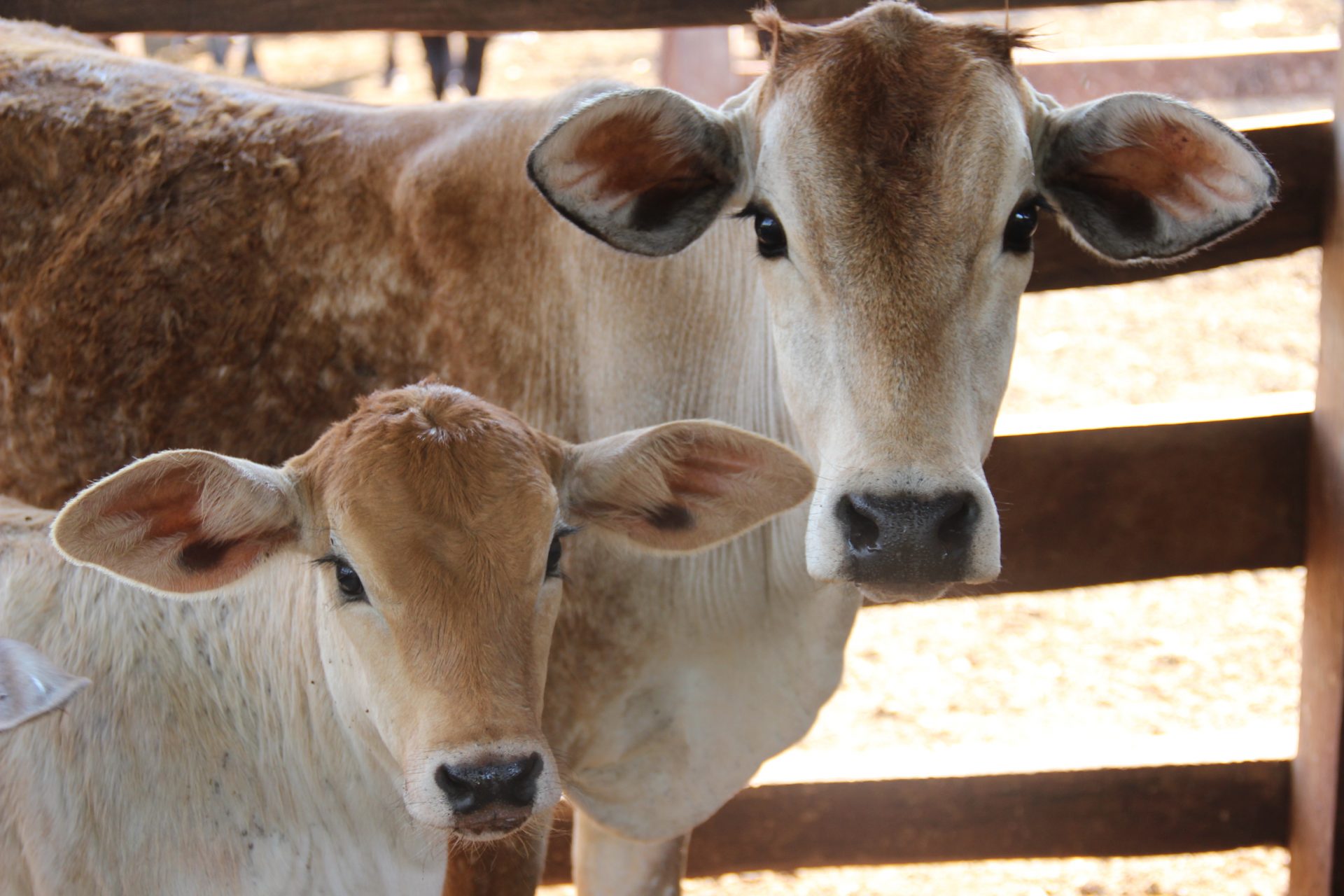 Reprodução/Portal MS