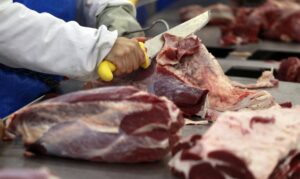 carne bovina agropecuaria corte gado abate frigorifico