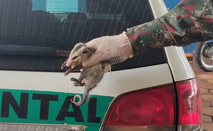 Foto: Divulgação PMMS