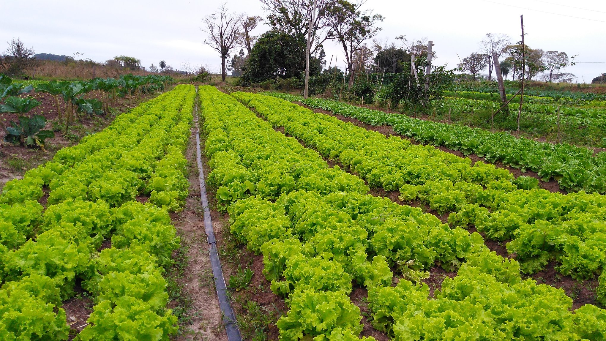 horta agricultura familiar agronegocio plantacao campo rural