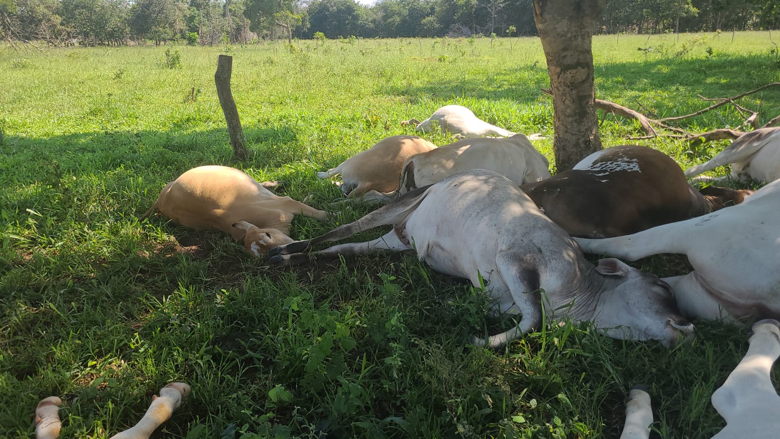 Reprodução/MS Todo Dia