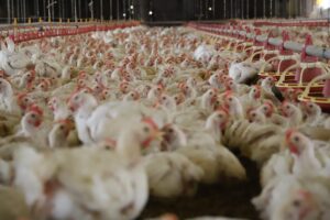 frango carne exportacao producao ms mato grosso do sul avicultura