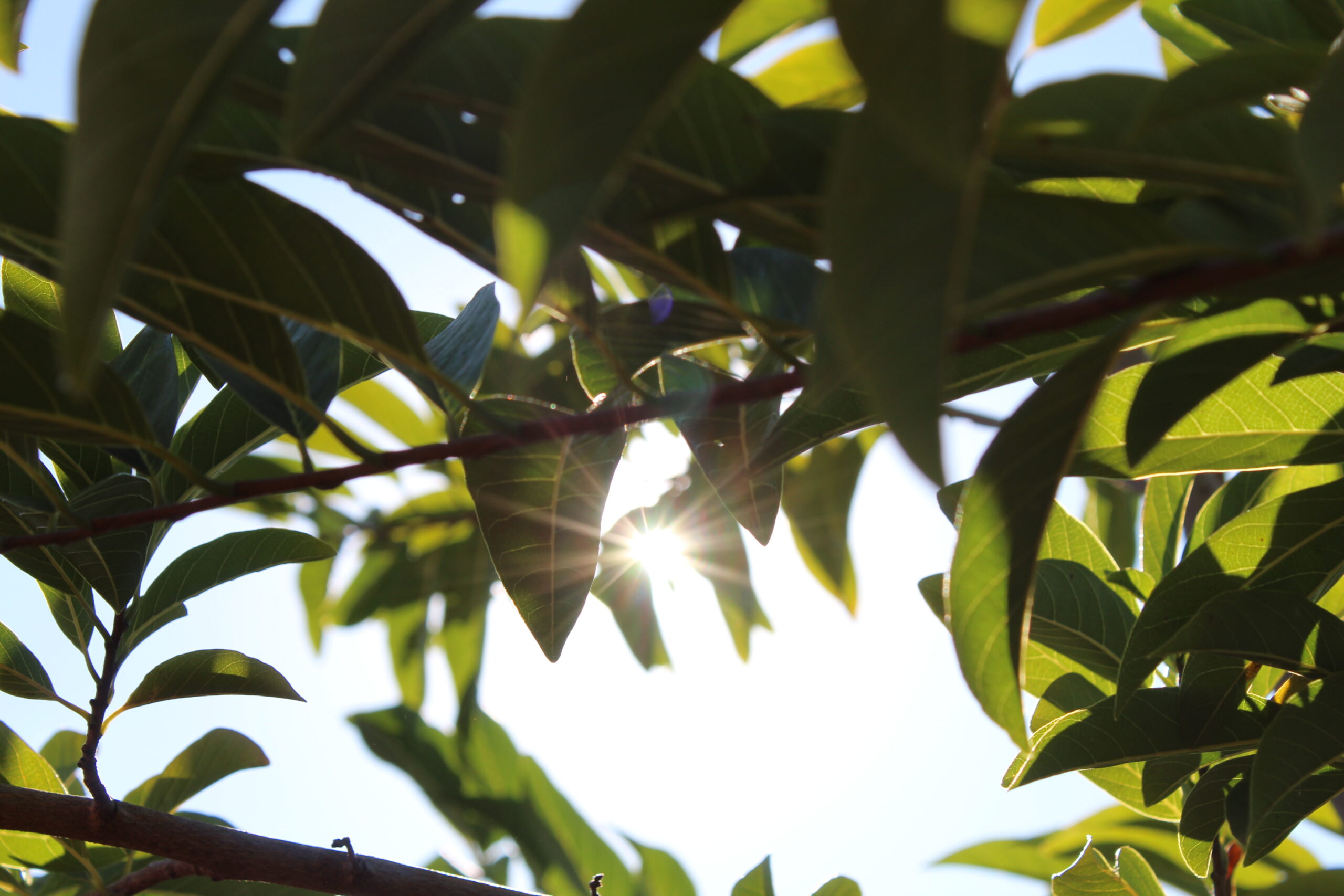 (Foto: Geliel Oliveira)