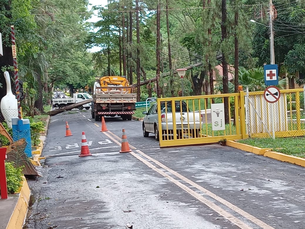arvore caida hospital sao juliao