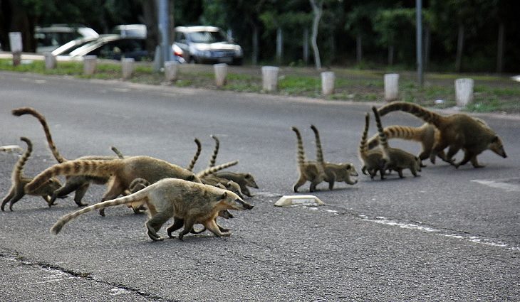 Foto: Edemir Rodrigues