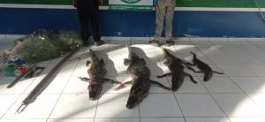 jacares carne animal pesca apreendida apreensao pma policia militar ambiental