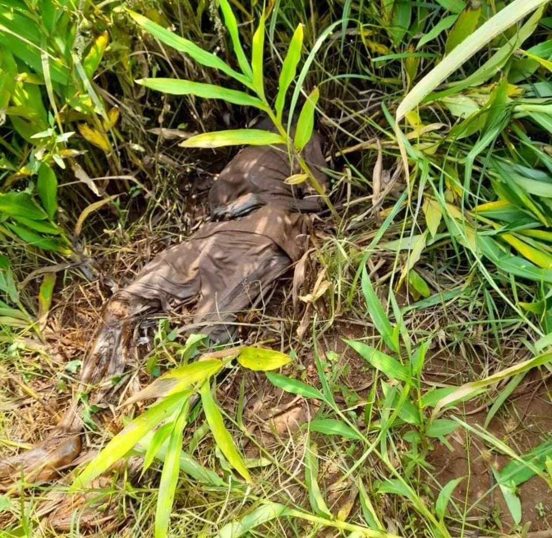 Crédito: divulgação