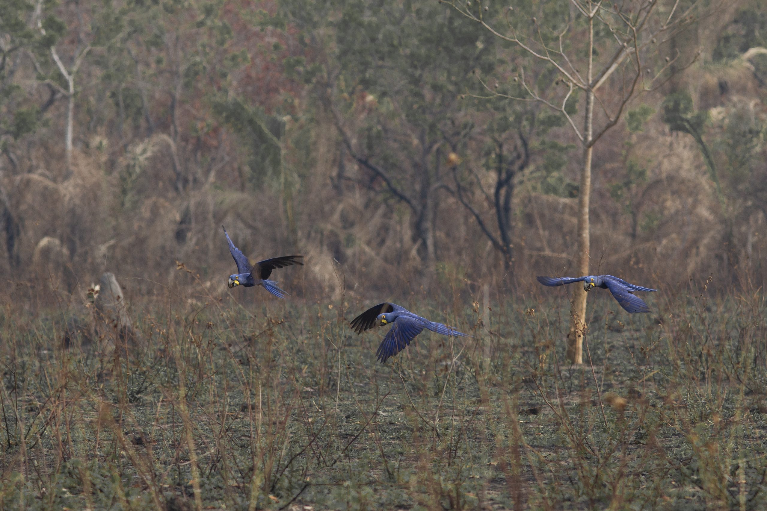 Araras fugindo do fogo