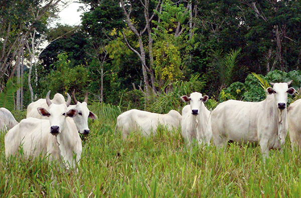 Foto: Arquivo/Acrissul