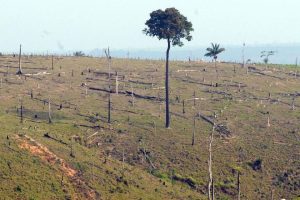 desmatamento amazonia floresta arvore madeira ilegal