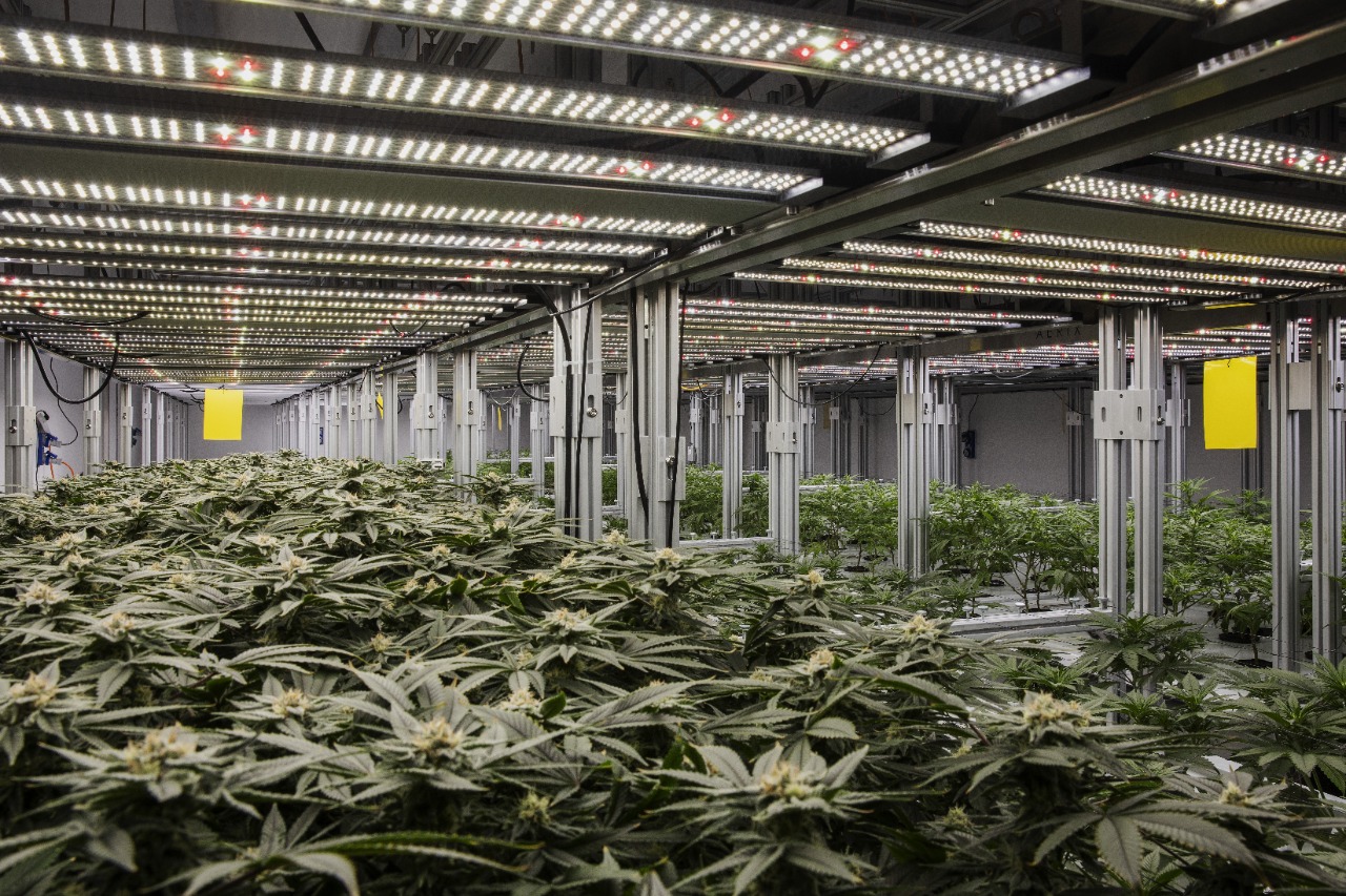 Crédito: Lalo de Almeida