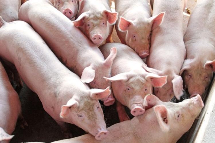 Foto: Divulgação Senar/MS