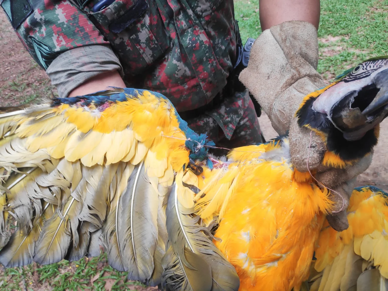 Foto: Divulgação/PMA