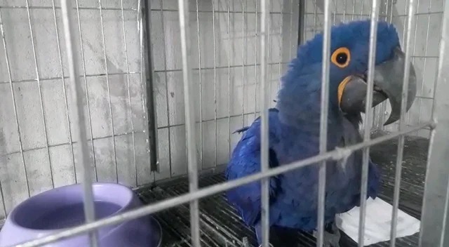 Foto: Divulgação/PMA MS