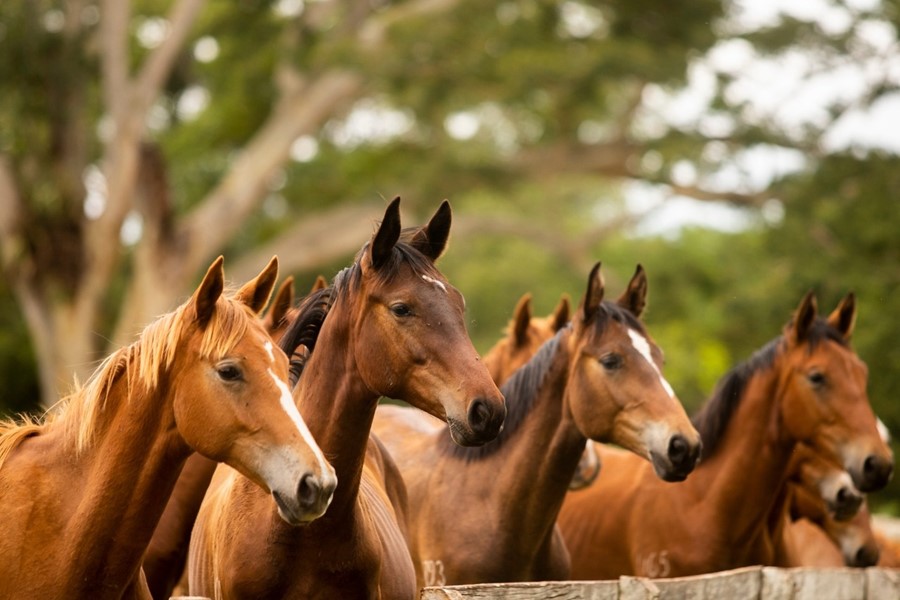 Polícia encontra abatedouro de cavalo, carne era vendida