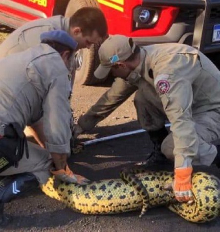 Divulgação/Corpo de Bombeiros