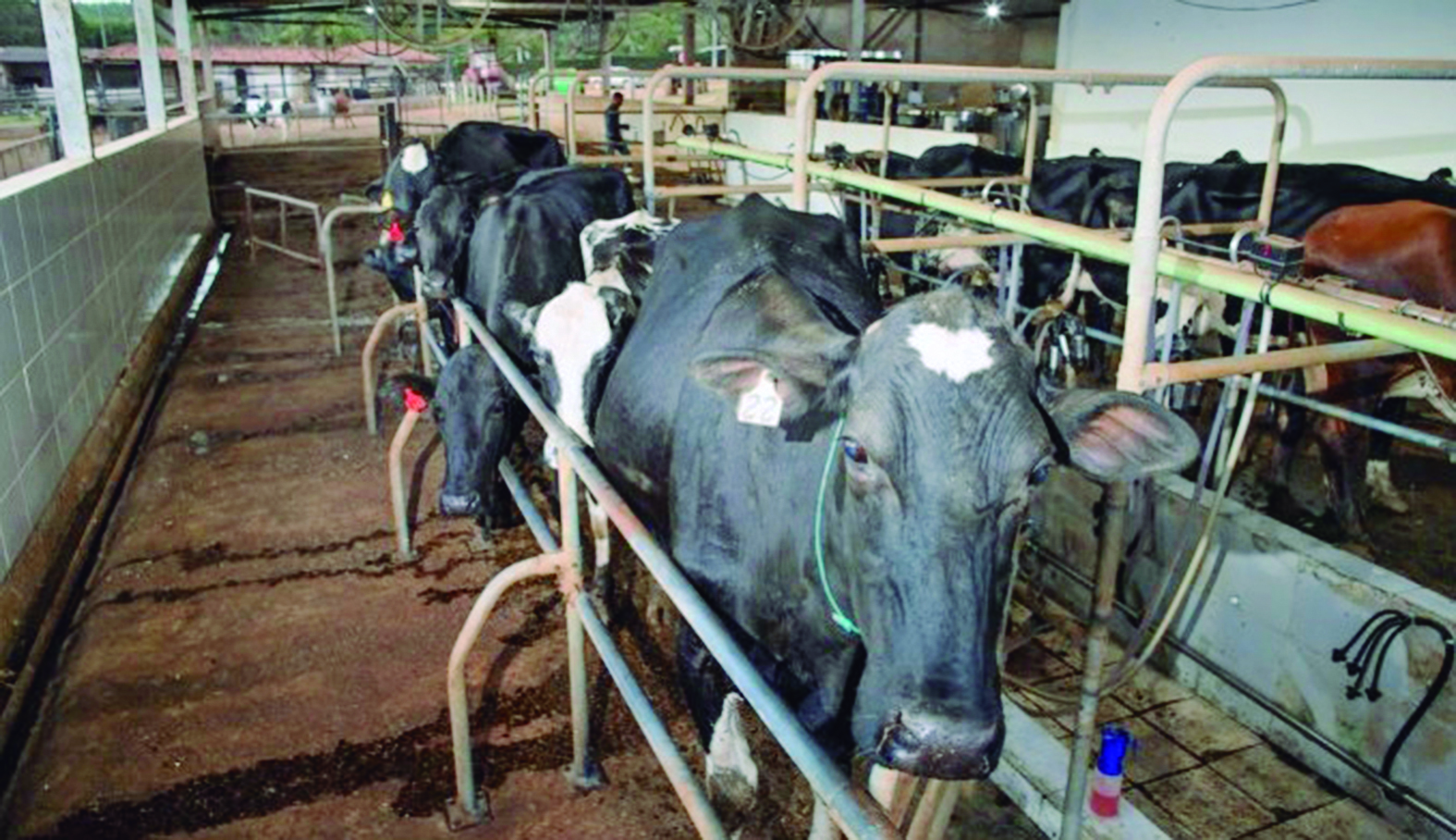 Foto: Wenderson Araujo