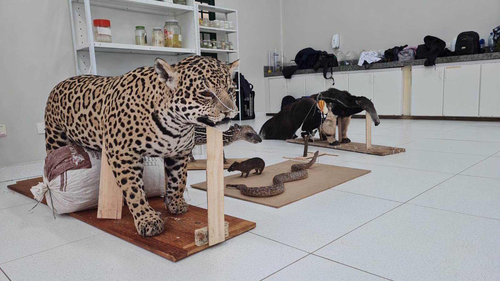 Foto: Divulgação/PMA