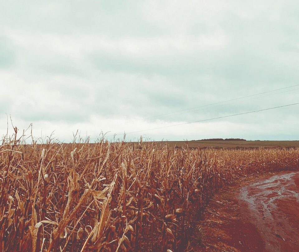 Seca reduz produção de milho safrinha em 19,23% e traz perdas para as lavouras no sul do Estado