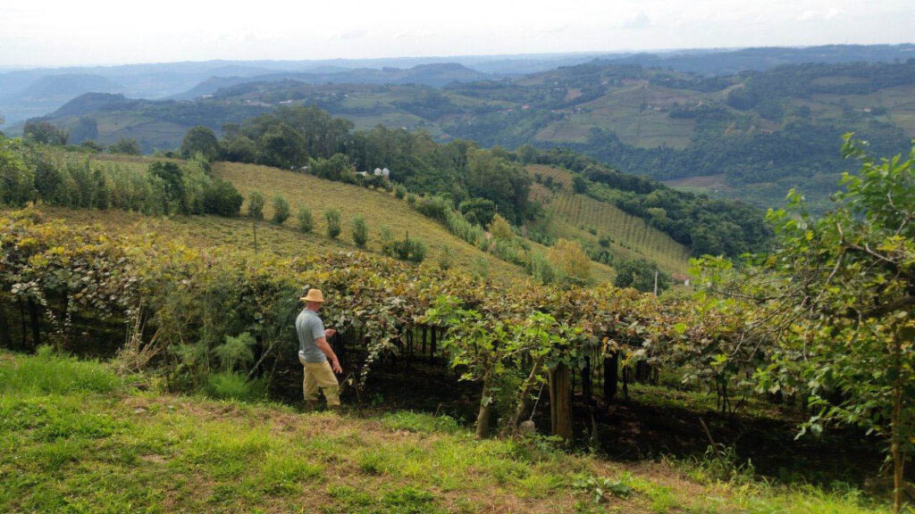 Brasília - O produtor Raimundo Zucchi, possui um terreno na Linha Eulália, zona rural de Bento Gonçalves, onde planta sete variedades de uva (