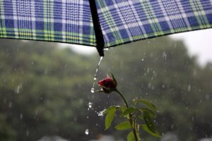 Mato Grosso do Sul clima tempo previsão guarda chuva flor chuva chovendo rosa
