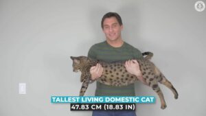 Ferir maior gato do mundo guiness book