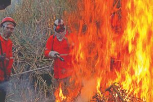 queimadas pantanal documentário “Jaguaretê-Avá: Pantanal em Chamas