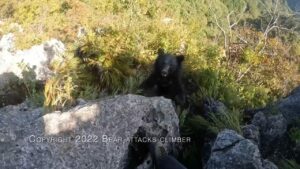 alpinista urso atacado