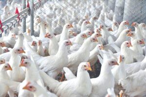Avicultura frangos galinhas