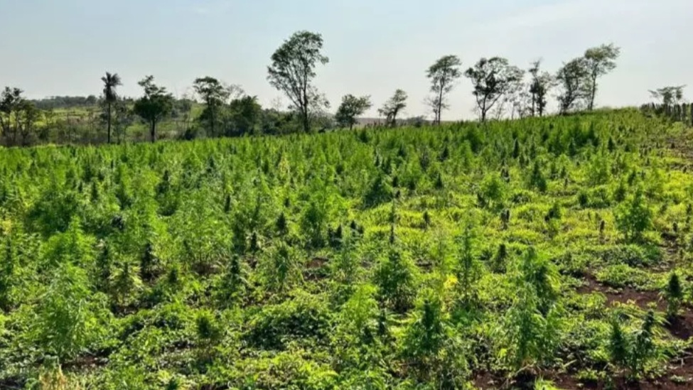 Divulgação/ Porã news