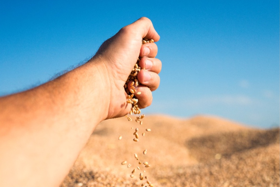 sementes agronegócio