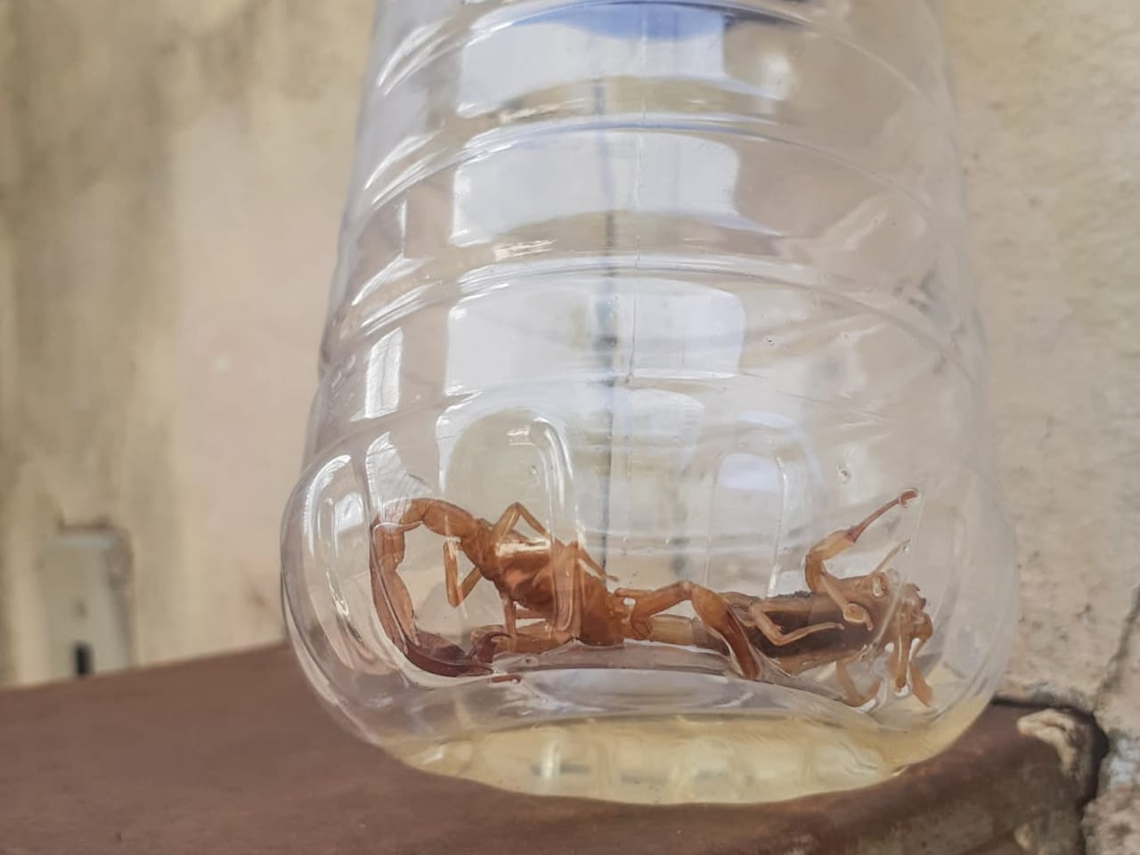 Moradores estão assustados com os ataques
Foto: Marcos Maluf