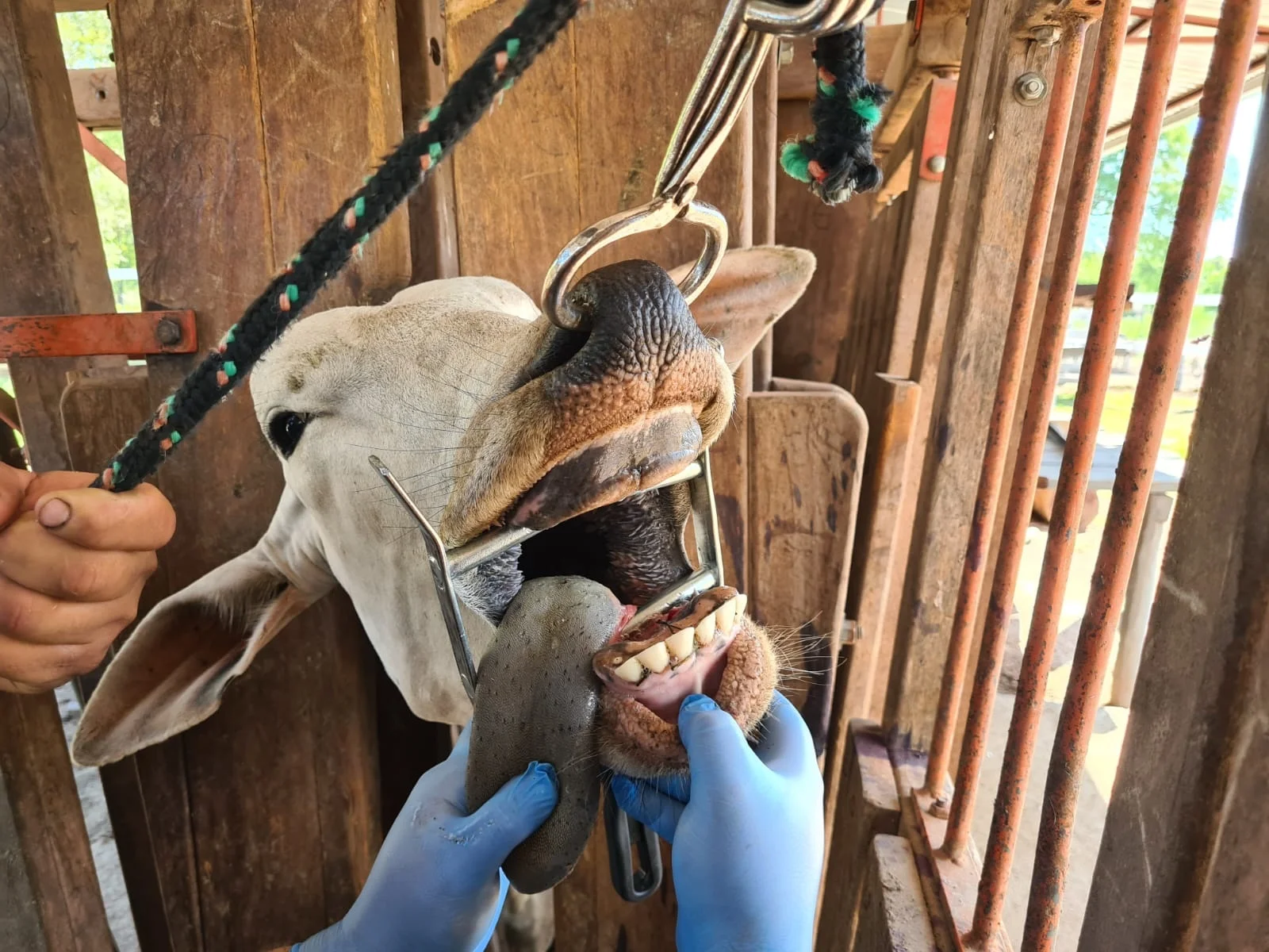 Foto: Marcos Leonardo/Iagro