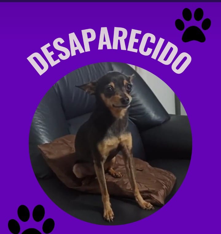 desaparecido ok