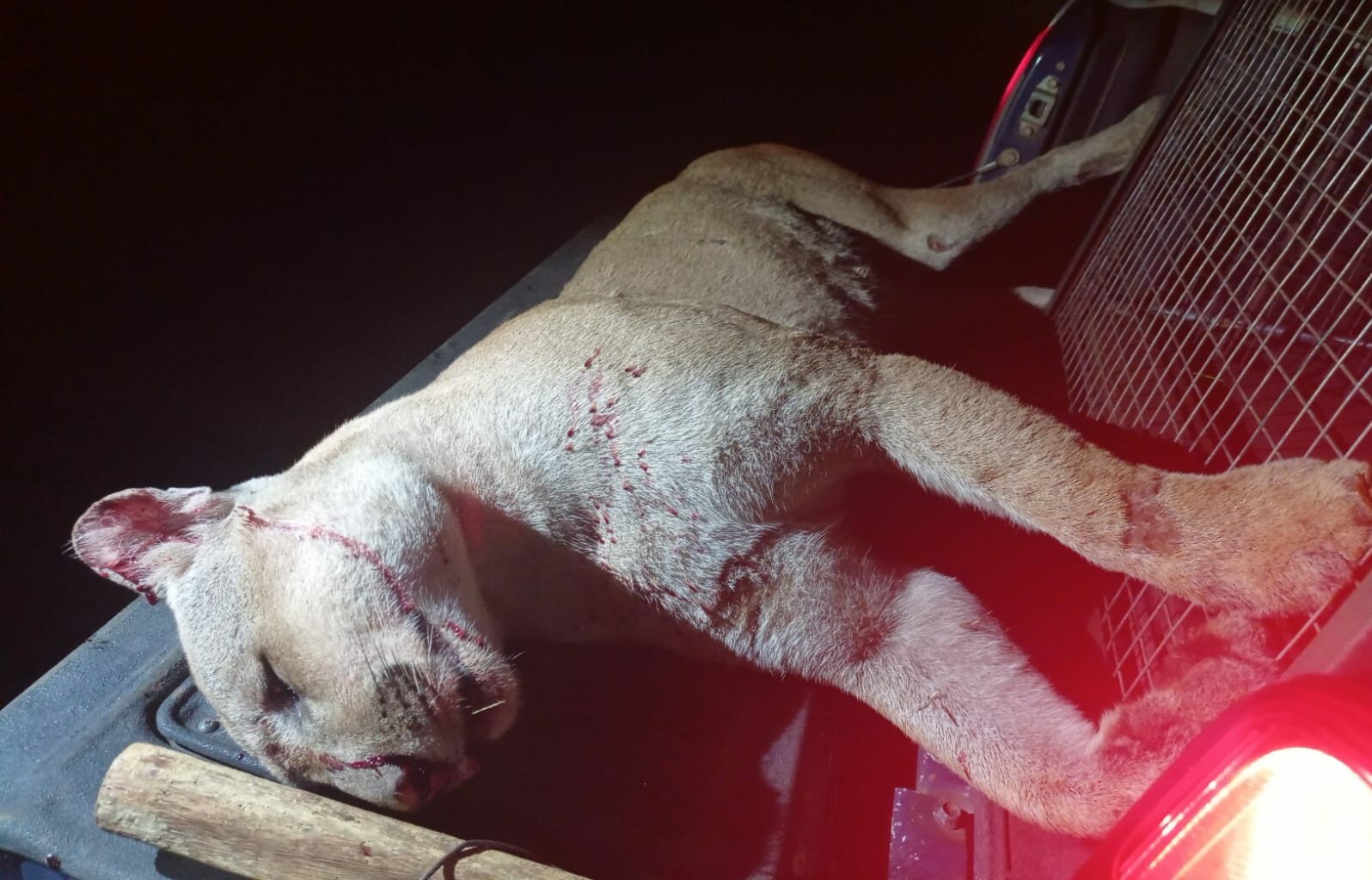 Foto: Divulgação/PMA