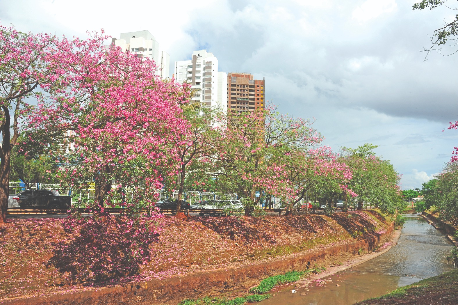 Florada das paineiras