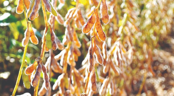 Reprodução/Semadesc