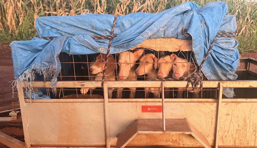 Foto: Divulgação/PMA