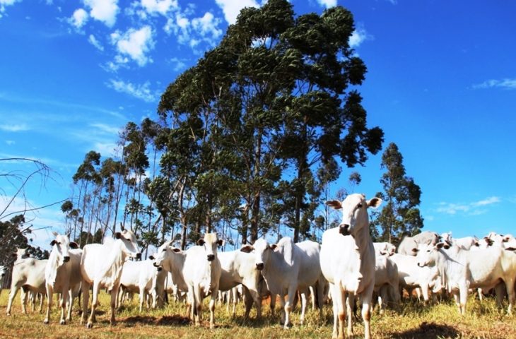 PIB brasileiro cresce 1,4% no primeiro trimestre e atinge novo recorde impulsionado pela agropecuária e serviços