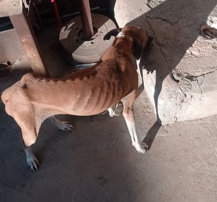 cachorro maus tratos