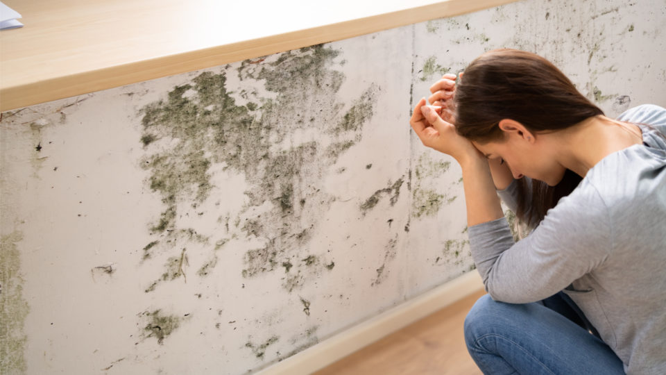 Divulgação/ Shutterstock