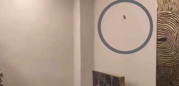 Divulgação/ Porã News