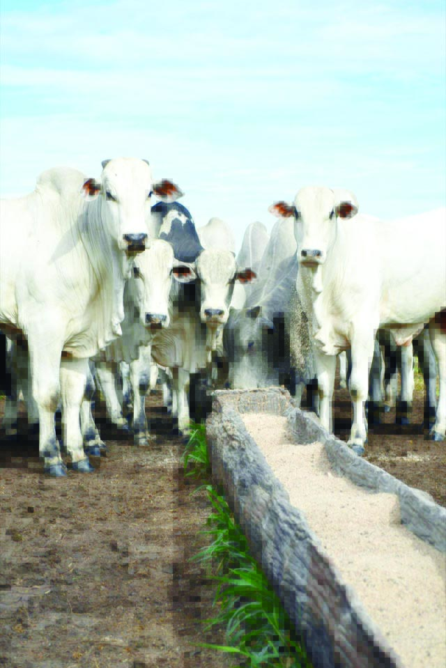 Foto: Divulgação/Embrapa
