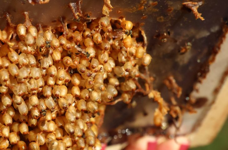 Foto: Álvaro Rezende