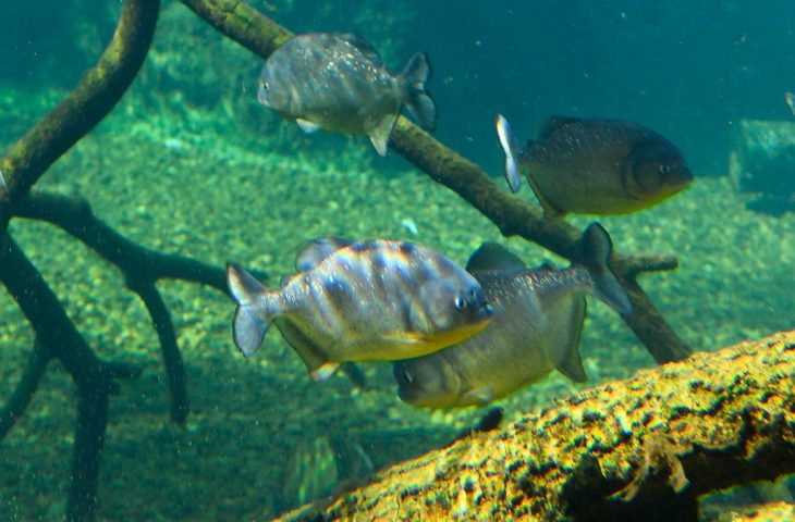 Reprodução de piranhas em cativeiro é fato inédito