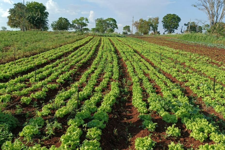 plantação_horta_cultivo